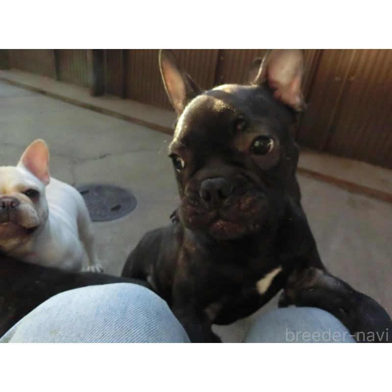 販売中の兵庫県のフレンチブルドッグ-421544の2枚目