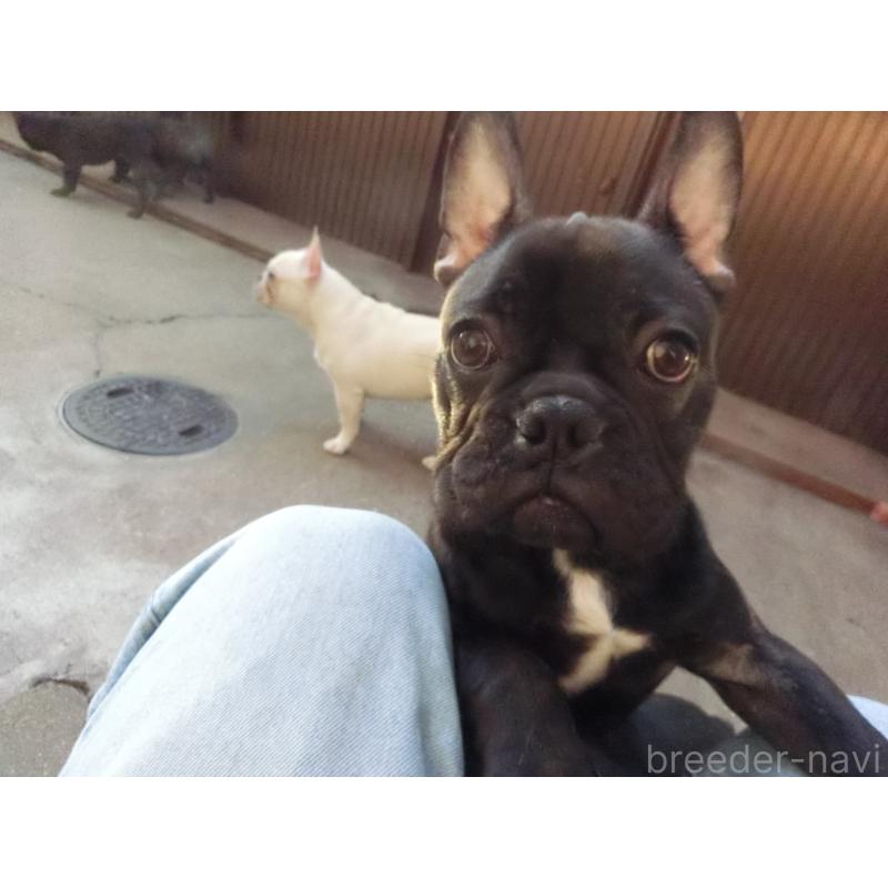 販売中の兵庫県のフレンチブルドッグ-421545の2枚目