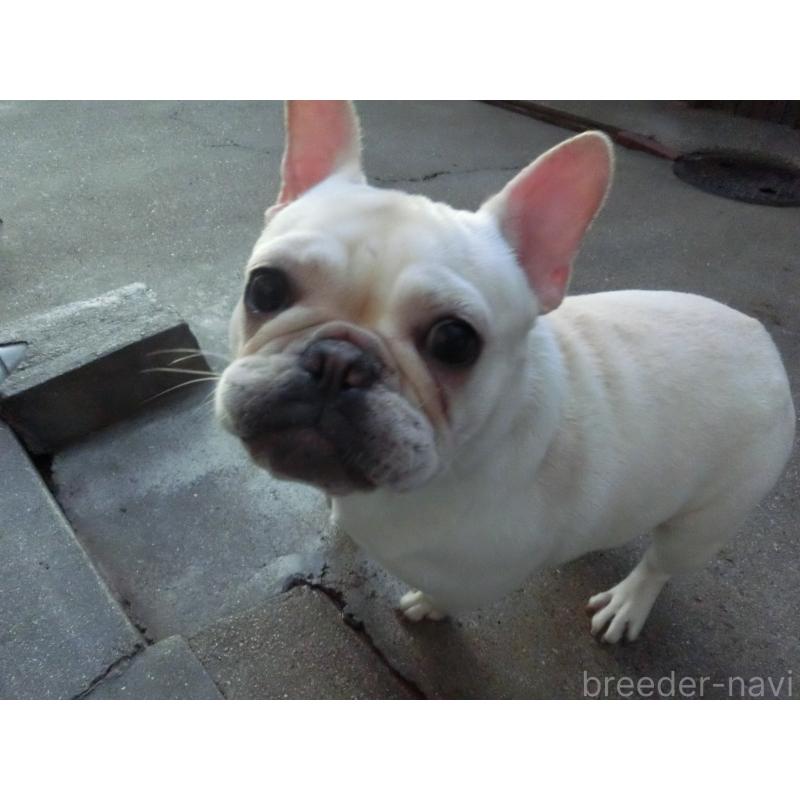 成約済の兵庫県のフレンチブルドッグ-394610の5枚目