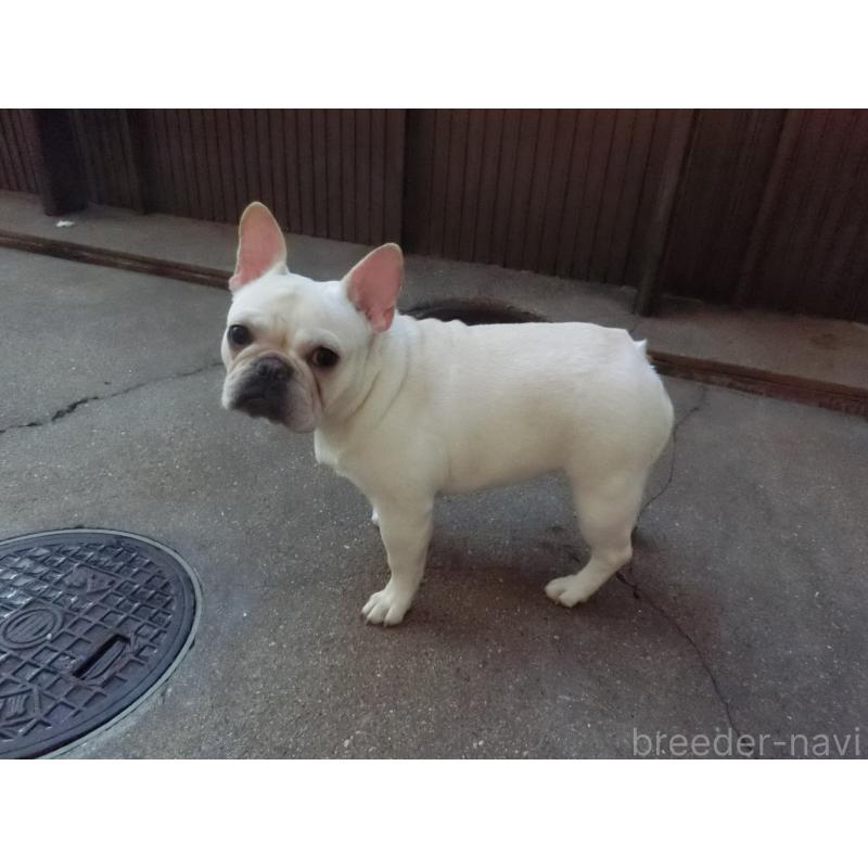 成約済の兵庫県のフレンチブルドッグ-394610の4枚目
