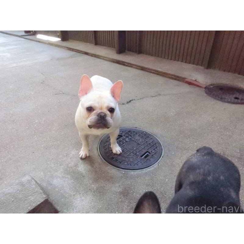 成約済の兵庫県のフレンチブルドッグ-394610の3枚目