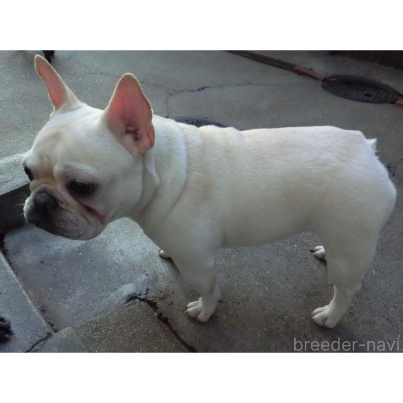 成約済の兵庫県のフレンチブルドッグ-394610の2枚目