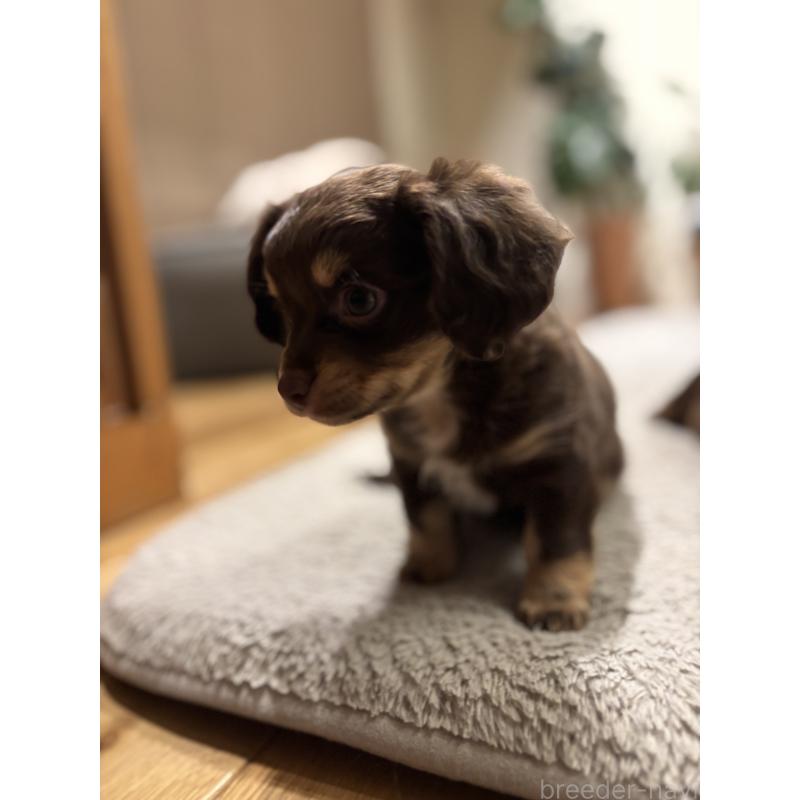 成約済の大分県のチワックス:チワワ×ミニチュアダックスフンド-438361の13枚目