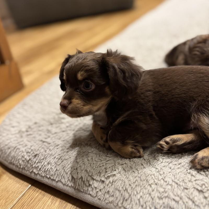 成約済の大分県のチワックス:チワワ×ミニチュアダックスフンド-438361の12枚目