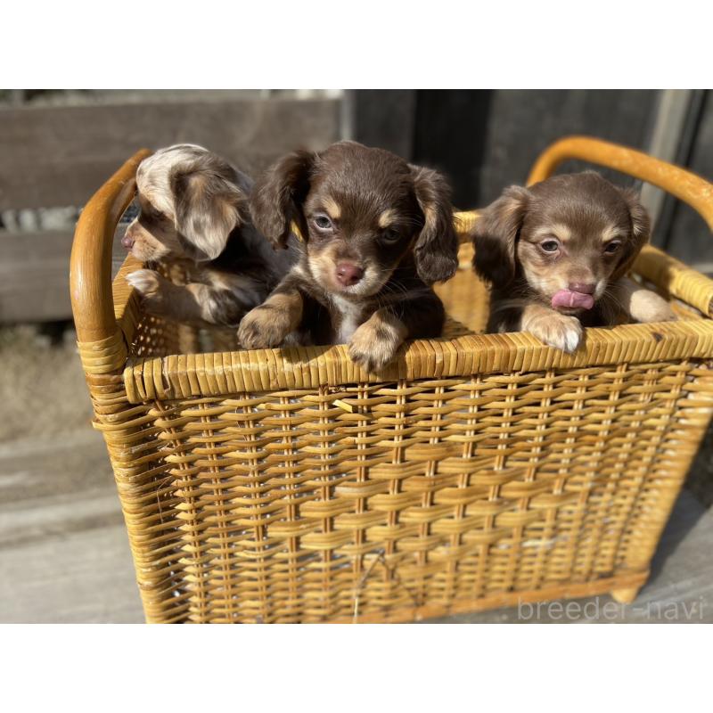 成約済の大分県のチワックス:チワワ×ミニチュアダックスフンド-438361の11枚目