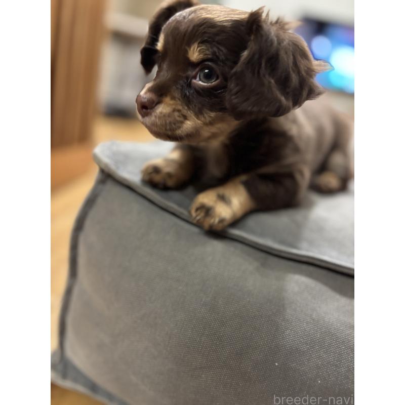 成約済の大分県のチワックス:チワワ×ミニチュアダックスフンド-438361の7枚目