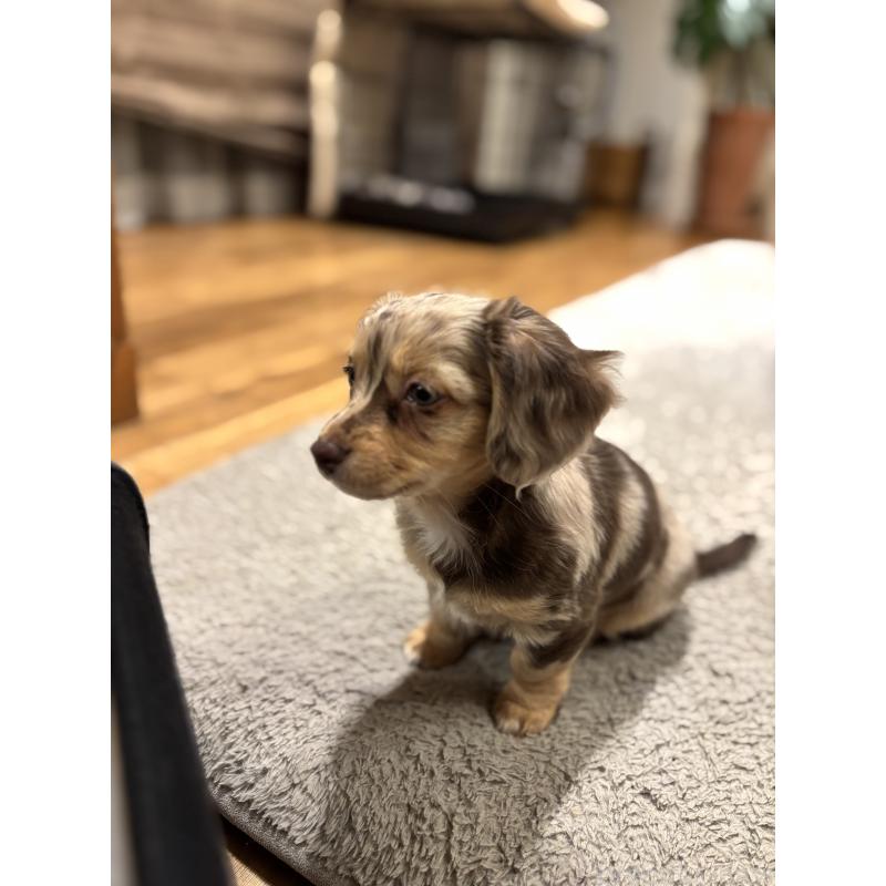 成約済の大分県のチワックス:チワワ×ミニチュアダックスフンド-438388の15枚目