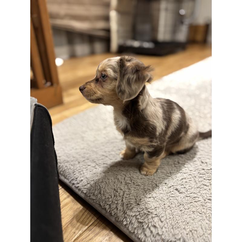 成約済の大分県のチワックス:チワワ×ミニチュアダックスフンド-438388の14枚目