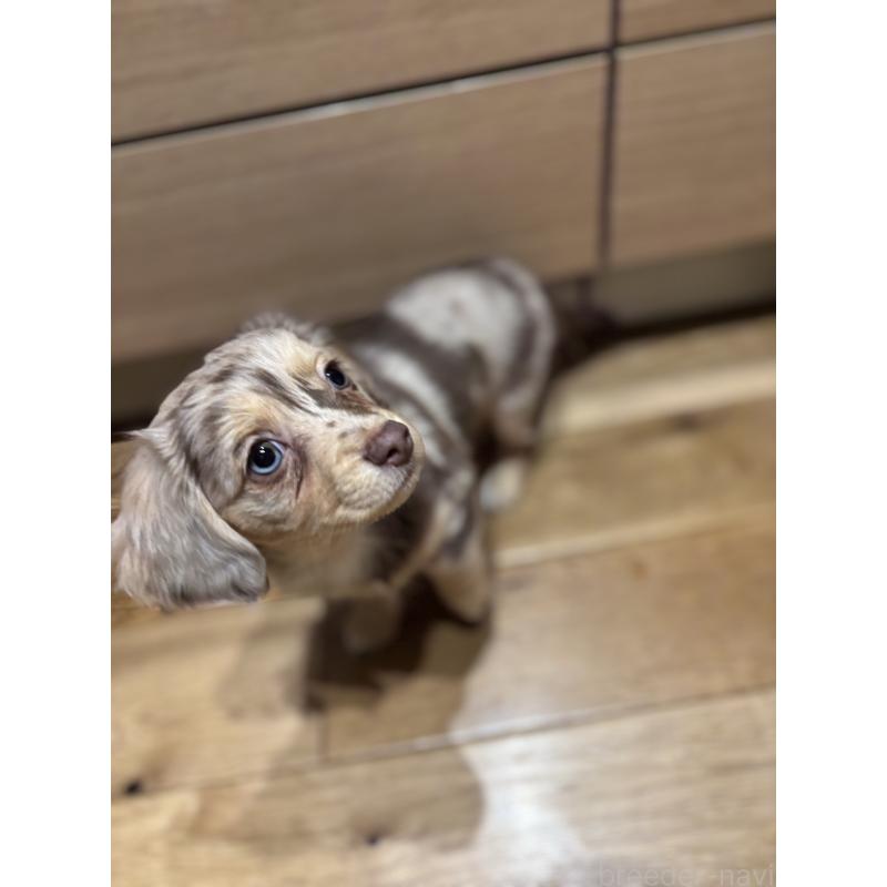 成約済の大分県のチワックス:チワワ×ミニチュアダックスフンド-438388の13枚目