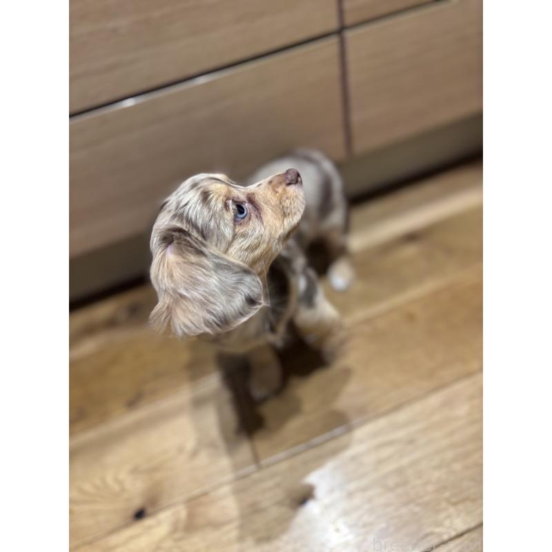 成約済の大分県のチワックス:チワワ×ミニチュアダックスフンド-438388の12枚目