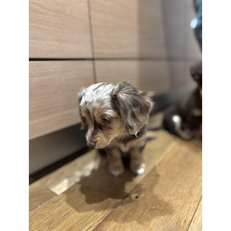 成約済の大分県のチワックス:チワワ×ミニチュアダックスフンド-438388の11枚目