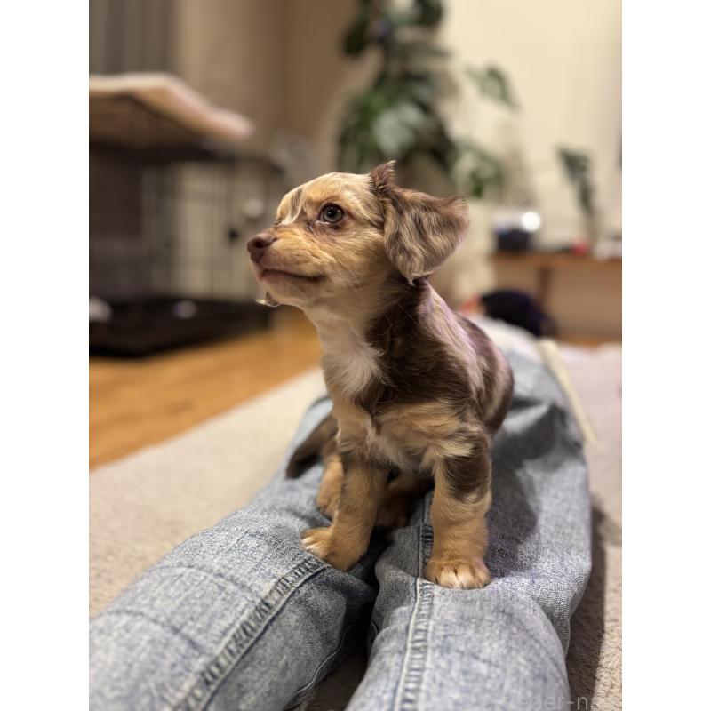 成約済の大分県のチワックス:チワワ×ミニチュアダックスフンド-438388の10枚目