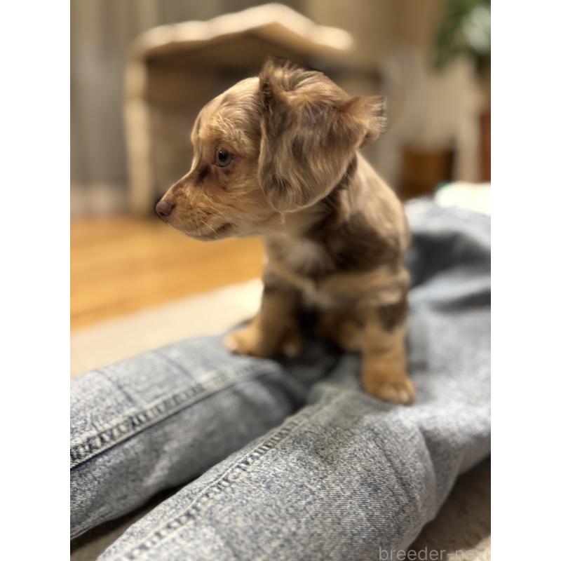 成約済の大分県のチワックス:チワワ×ミニチュアダックスフンド-438388の9枚目