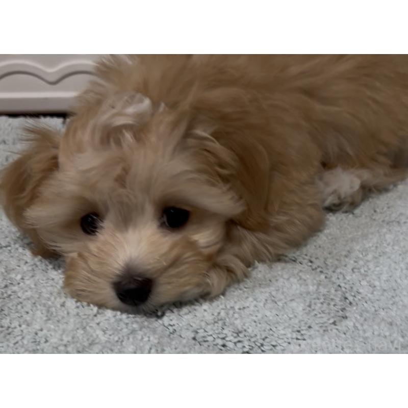 成約済の熊本県のミックス犬-425309の6枚目