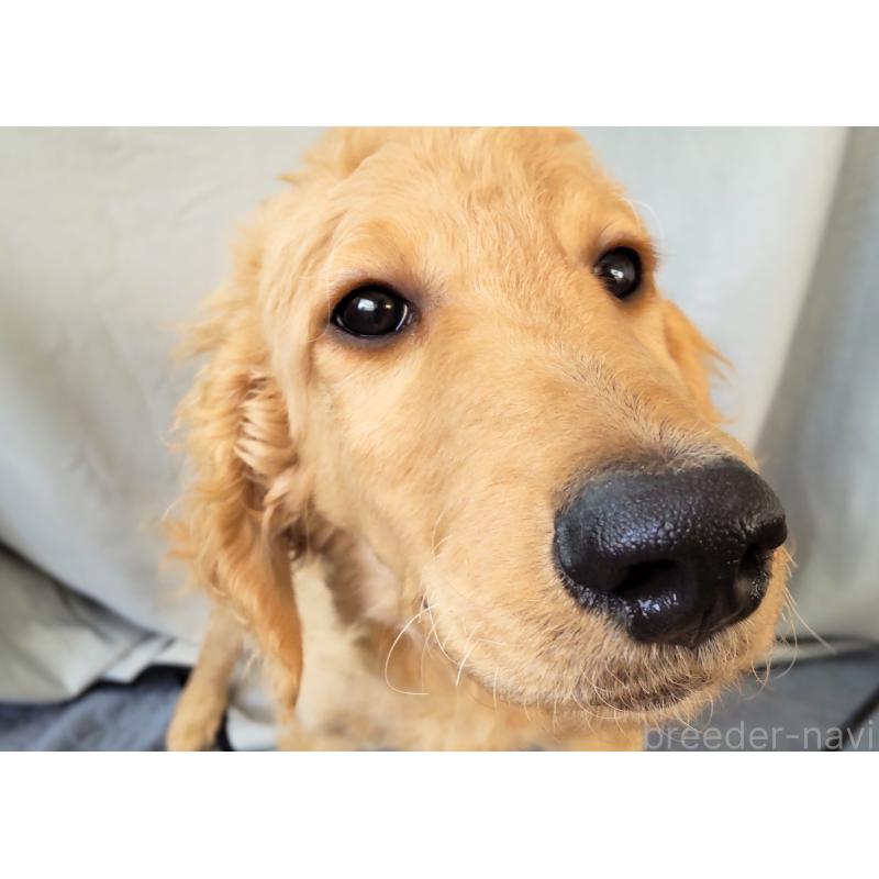販売中の兵庫県のゴールデンドゥードル:ゴールデンレトリーバー×プードル-427960の2枚目