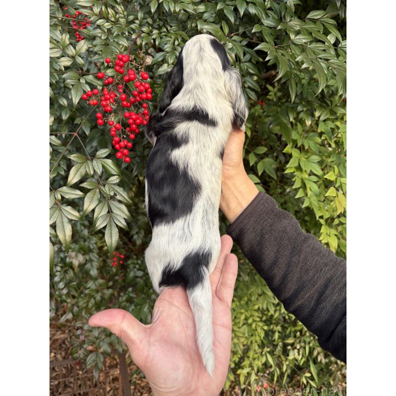 成約済の佐賀県のイングリッシュコッカースパニエル-439521の5枚目