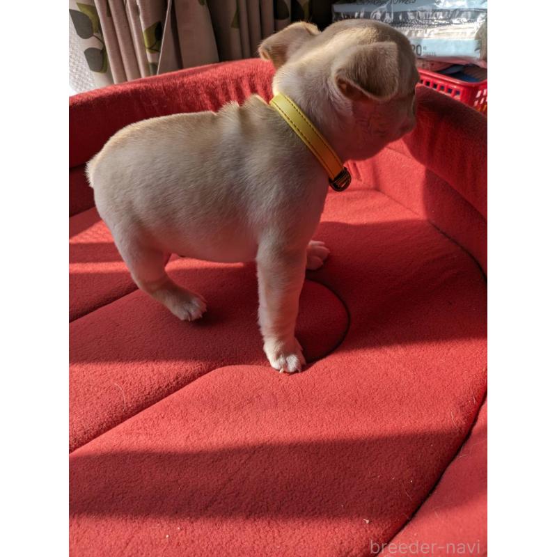 商談中の茨城県のフレンチブルドッグ-441614の3枚目