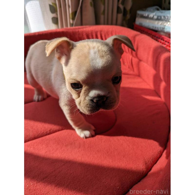 商談中の茨城県のフレンチブルドッグ-441614の2枚目