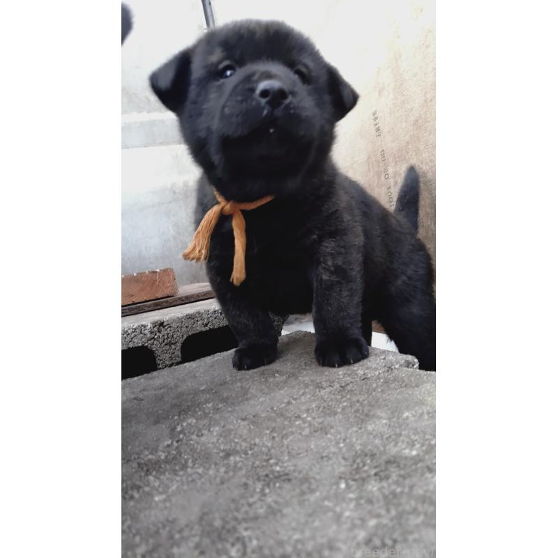 販売中の埼玉県の甲斐犬-441615の6枚目