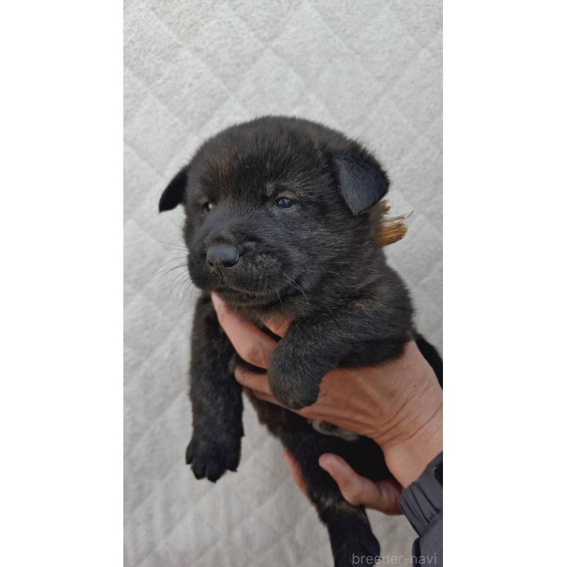 販売中の埼玉県の甲斐犬-441615の5枚目