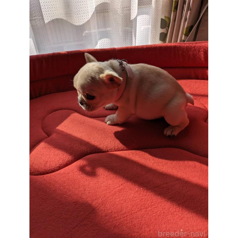 販売中の茨城県のフレンチブルドッグ-441616の5枚目