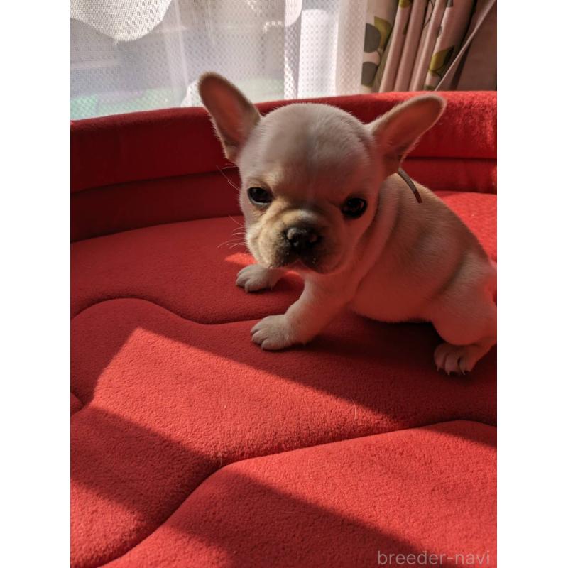 販売中の茨城県のフレンチブルドッグ-441616の4枚目