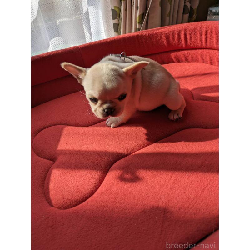 販売中の茨城県のフレンチブルドッグ-441616の3枚目