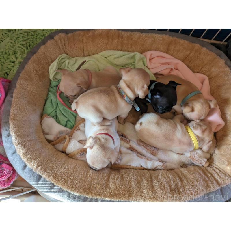 販売中の茨城県のフレンチブルドッグ-441616の2枚目