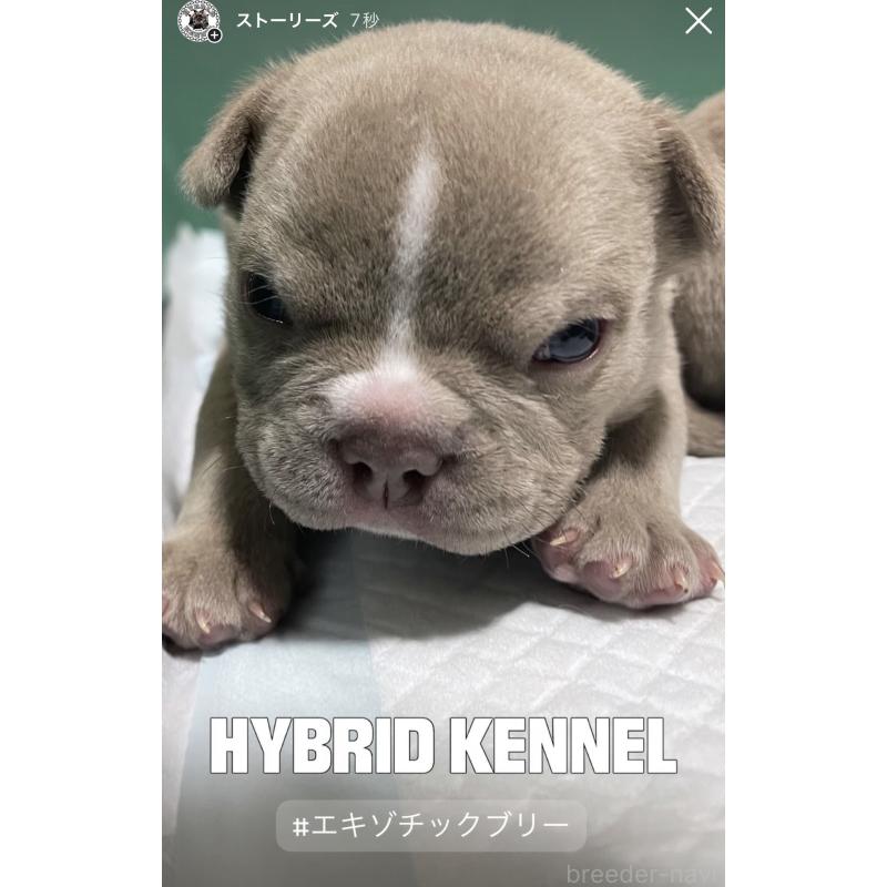 販売中の滋賀県のエキゾチックブリー-440731の2枚目