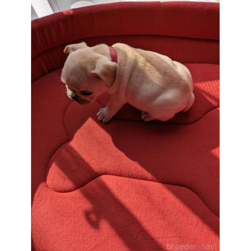 販売中の茨城県のフレンチブルドッグ-441617の5枚目