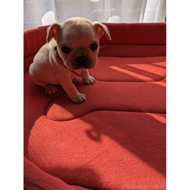 販売中の茨城県のフレンチブルドッグ-441617の4枚目