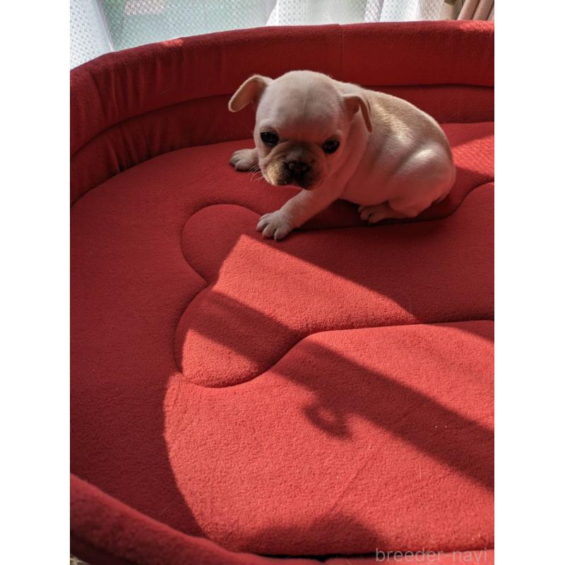 販売中の茨城県のフレンチブルドッグ-441617の3枚目