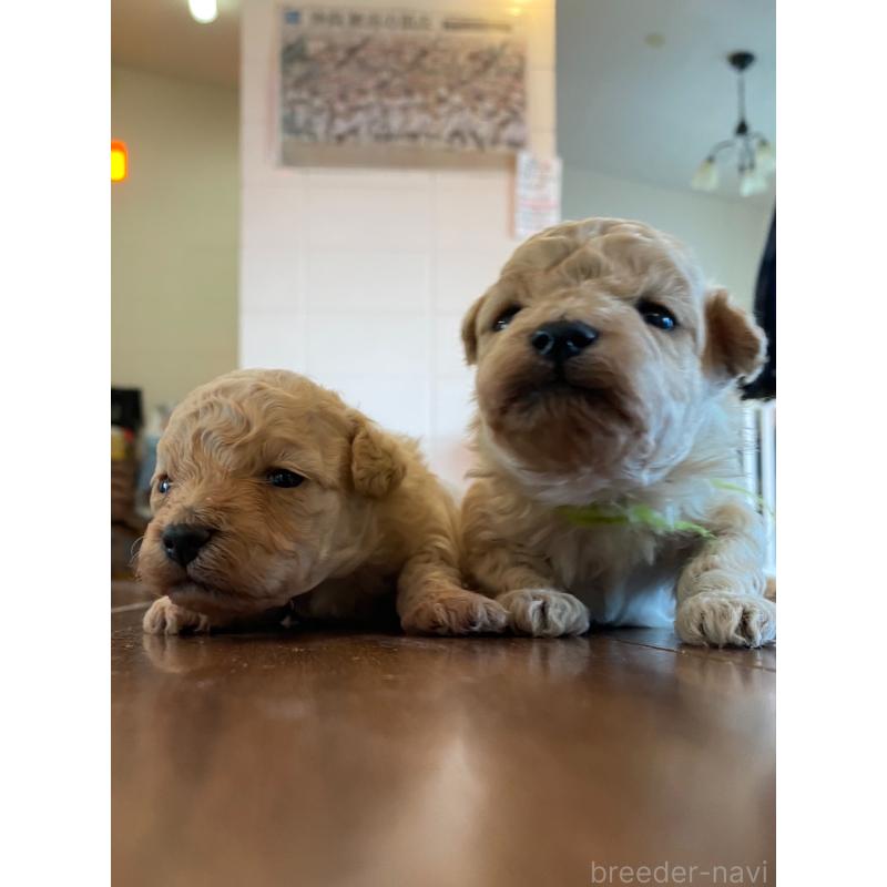 販売中の沖縄県のトイプードル-441618の5枚目