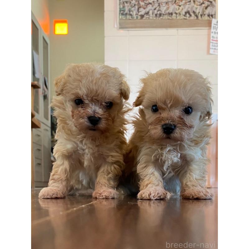 販売中の沖縄県のトイプードル-441618の4枚目