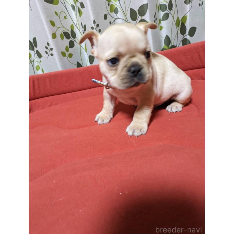 販売中の茨城県のフレンチブルドッグ-441612