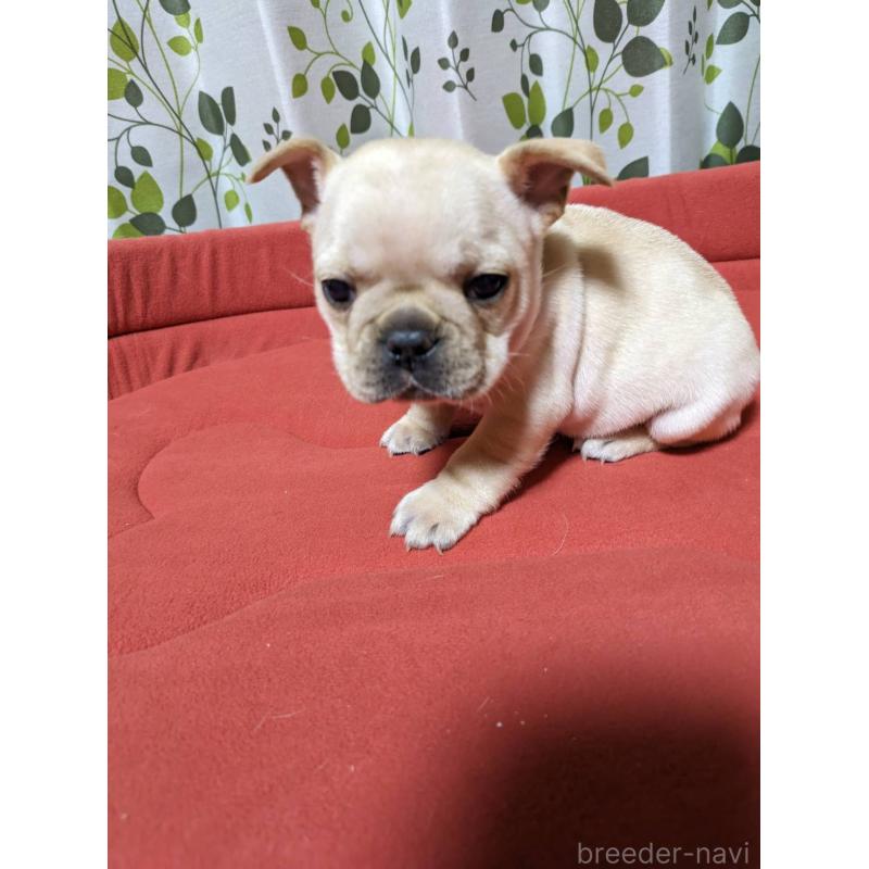販売中の茨城県のフレンチブルドッグ-441612の5枚目
