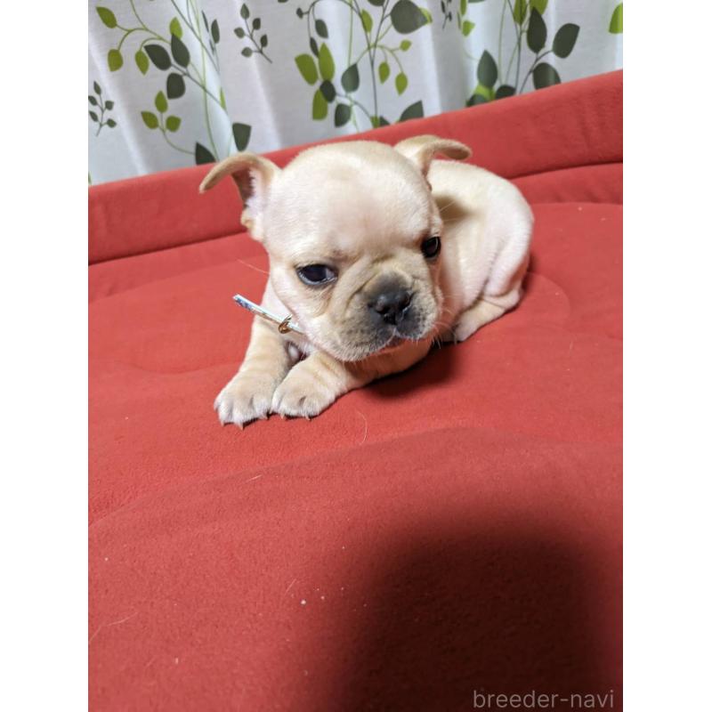 販売中の茨城県のフレンチブルドッグ-441612の4枚目