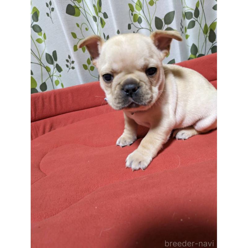 販売中の茨城県のフレンチブルドッグ-441612の2枚目