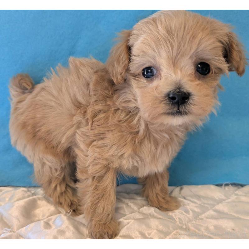 販売中の埼玉県のマルプー:マルチーズ×トイプードル-434621の10枚目