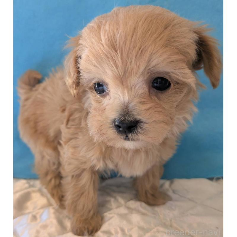 販売中の埼玉県のマルプー:マルチーズ×トイプードル-434621の9枚目