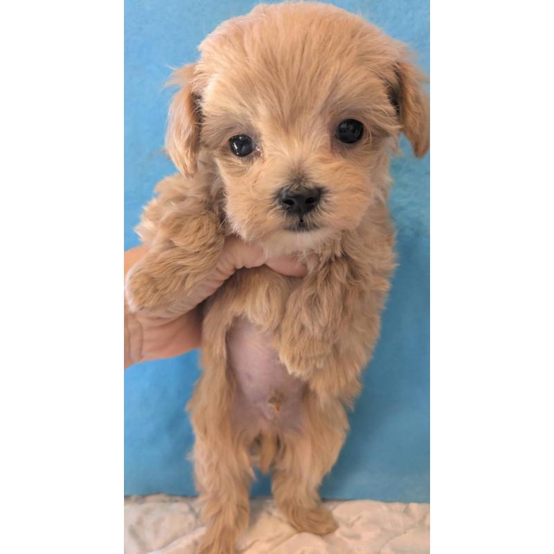 販売中の埼玉県のマルプー:マルチーズ×トイプードル-434621の8枚目