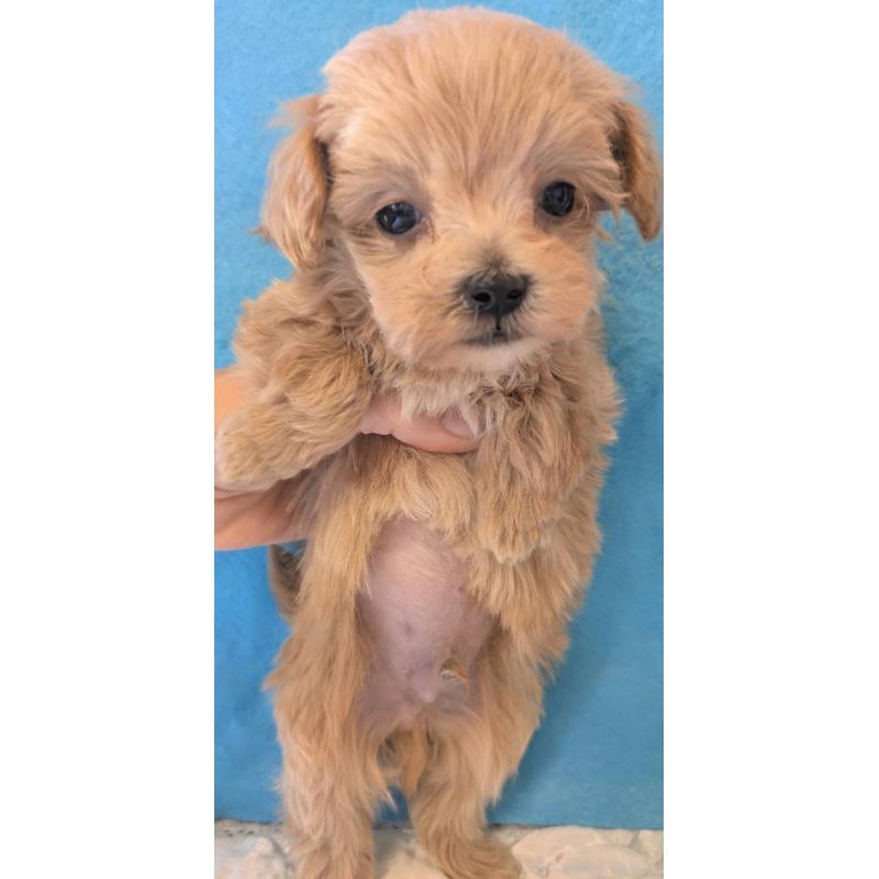 販売中の埼玉県のマルプー:マルチーズ×トイプードル-434621の7枚目