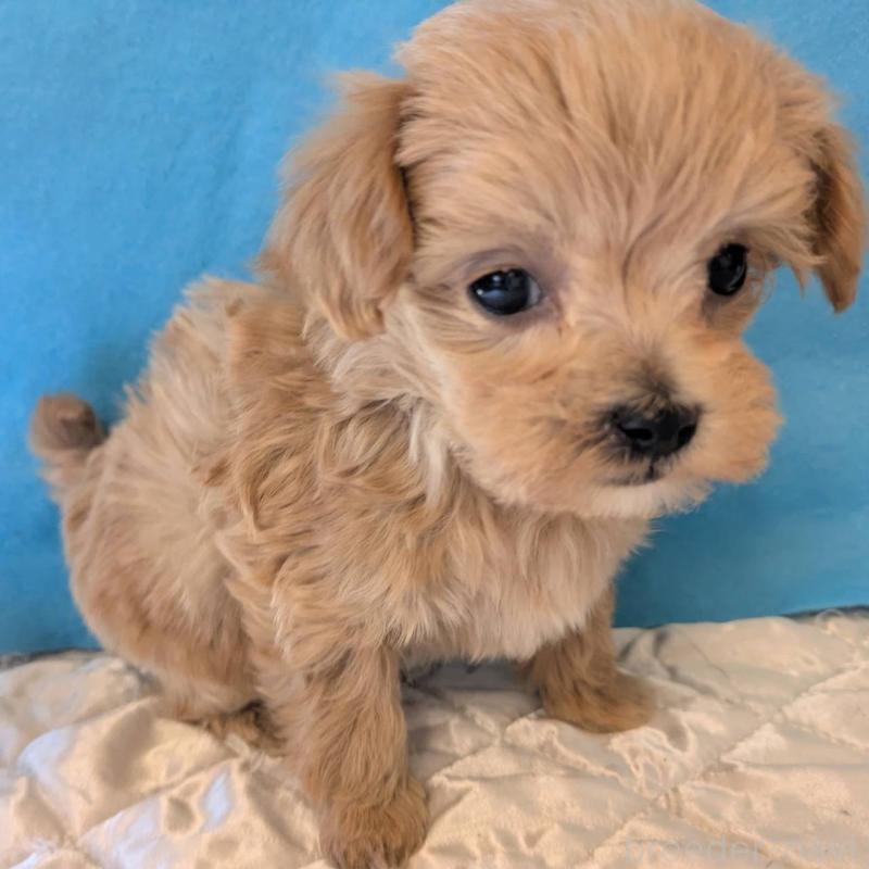 販売中の埼玉県のマルプー:マルチーズ×トイプードル-434621の6枚目