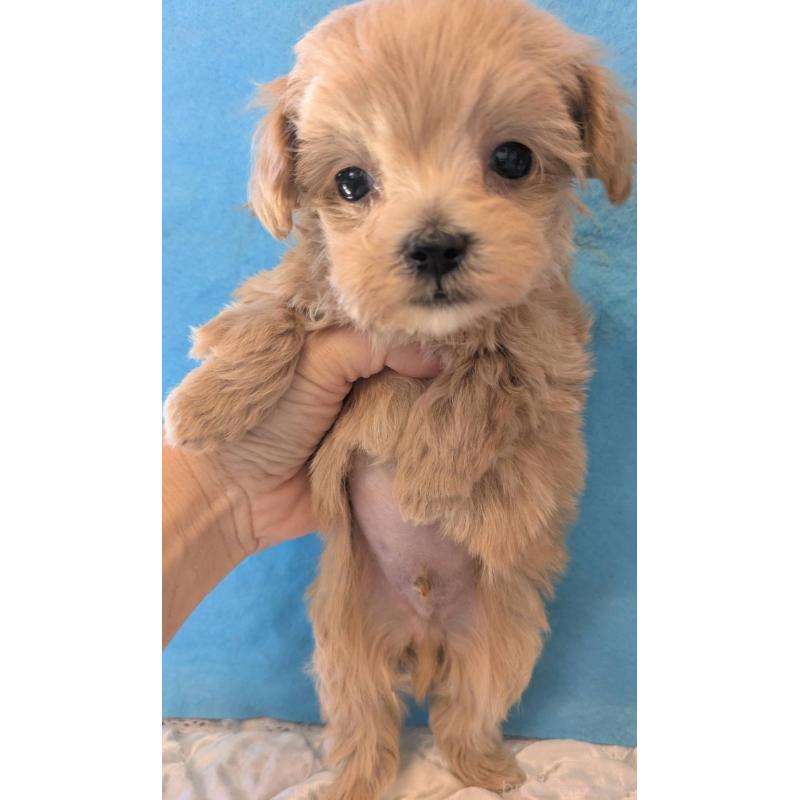 販売中の埼玉県のマルプー:マルチーズ×トイプードル-434621の5枚目