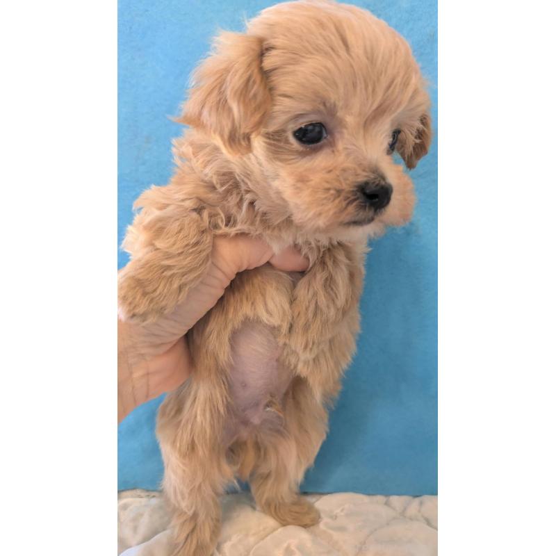 販売中の埼玉県のマルプー:マルチーズ×トイプードル-434621の4枚目