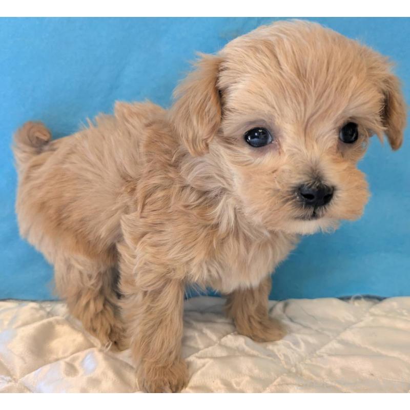 販売中の埼玉県のマルプー:マルチーズ×トイプードル-434621の3枚目