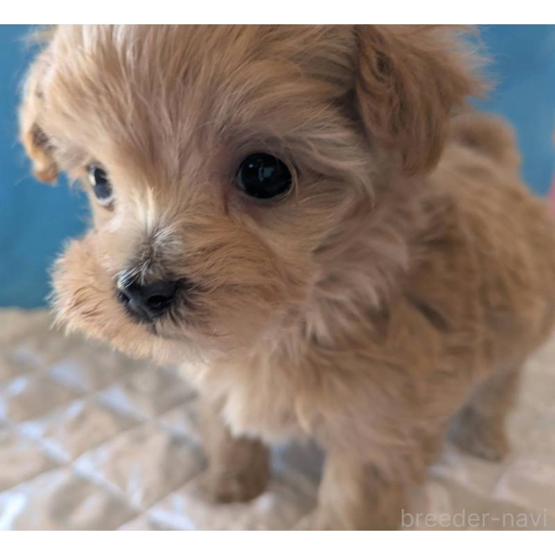 販売中の埼玉県のマルプー:マルチーズ×トイプードル-434621の1枚目