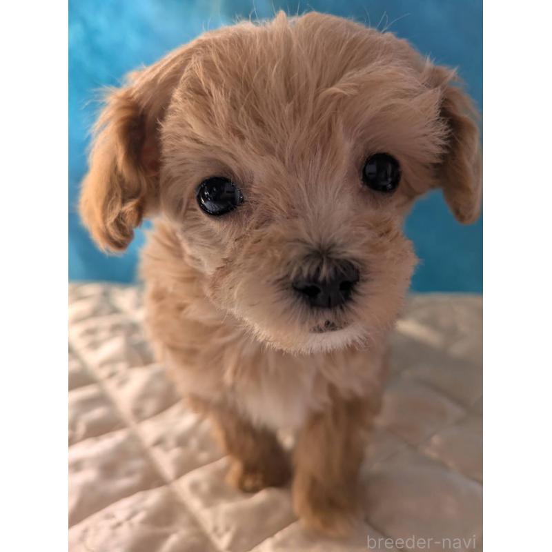 販売中の埼玉県のマルプー:マルチーズ×トイプードル-434623の1枚目