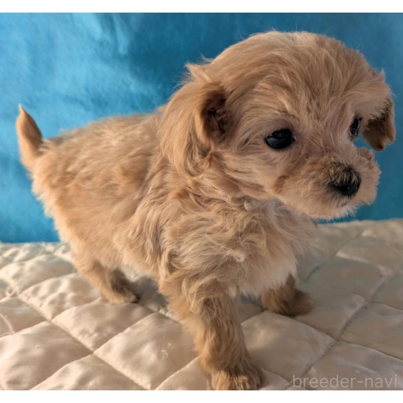 販売中の埼玉県のマルプー:マルチーズ×トイプードル-434623の9枚目