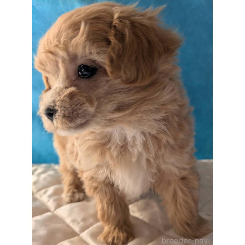 販売中の埼玉県のマルプー:マルチーズ×トイプードル-434623の6枚目